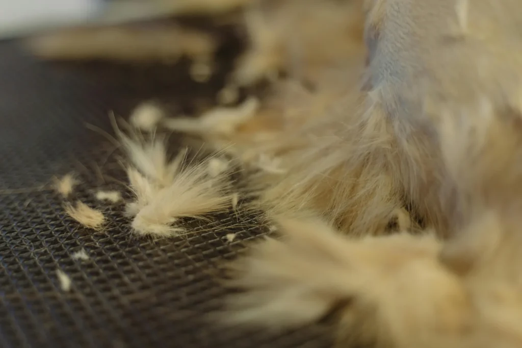 Prevent Pet Hair Buildup in Your Air Conditioning System